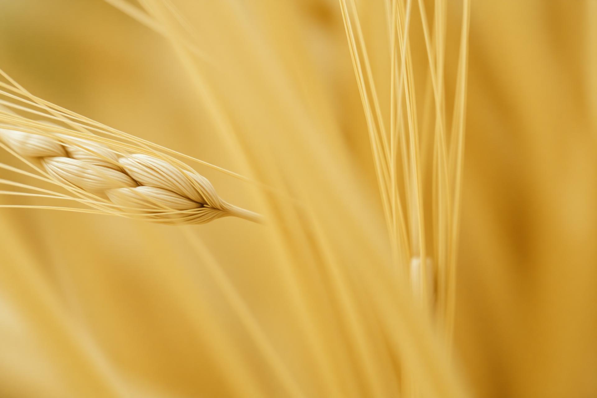 Egyptian flax fields — Aser Raw Flax Export